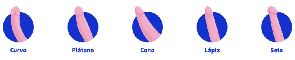 ¿Cuántos tipos de pene existen? 1 ¿Cuántos tipos de pene existen?
